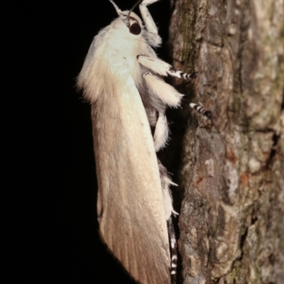 Cryptophasa sp. nr balteata