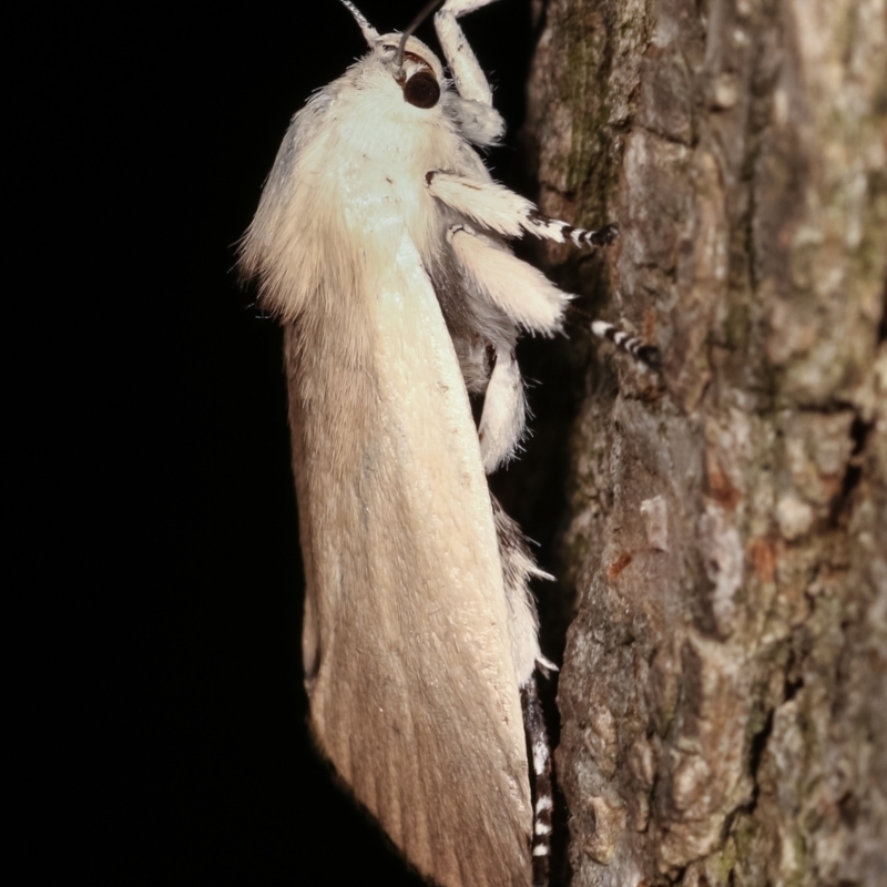 Cryptophasa sp. nr balteata