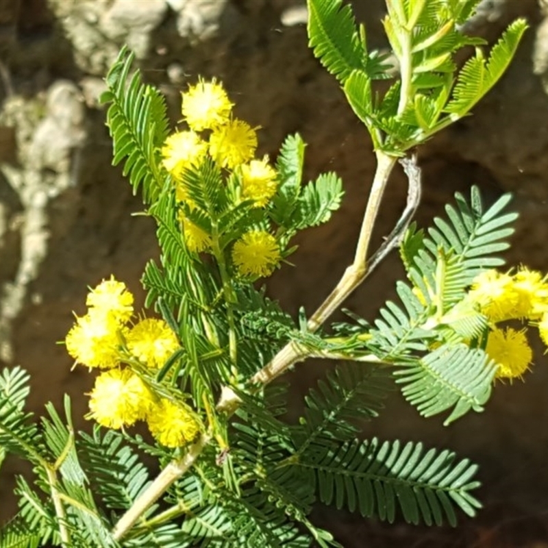 Acacia baileyana x Acacia decurrens