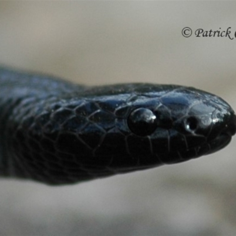 Cryptophis nigrescens