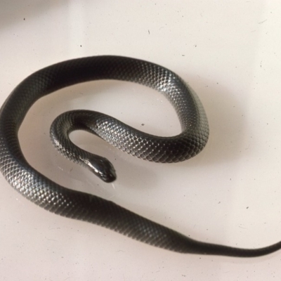 Cryptophis nigrescens