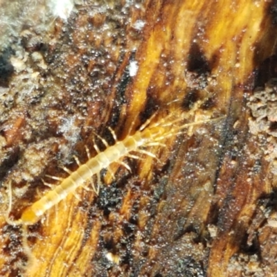 Cryptops sp. (genus)