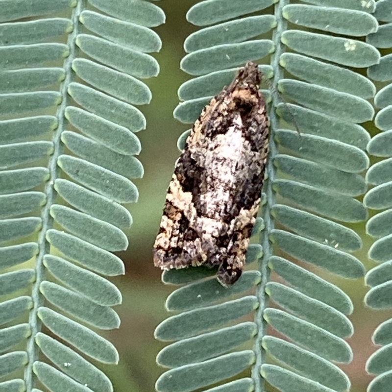 Cryptoptila australana