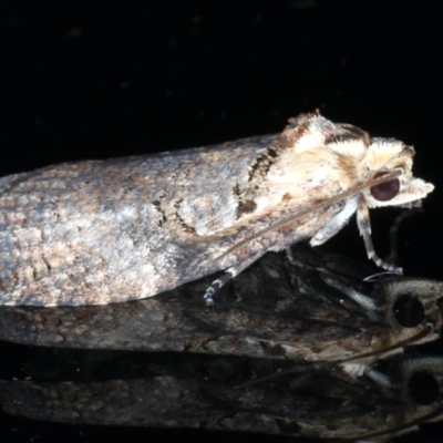 Cryptoptila immersana