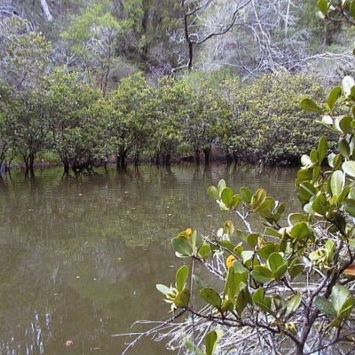 Aegiceras corniculatum