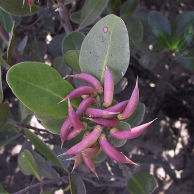 Aegiceras corniculatum