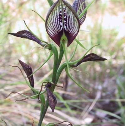 Cryptostylis erecta