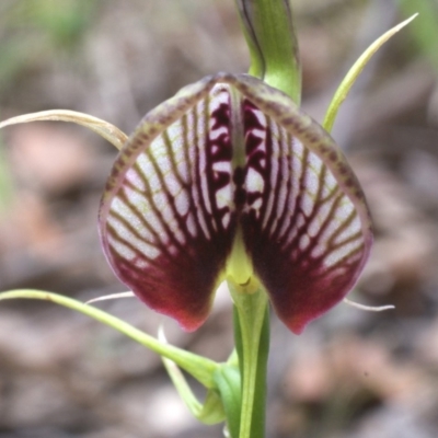 Cryptostylis erecta