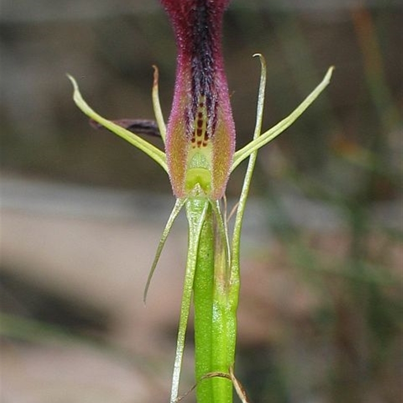 Cryptostylis hunteriana