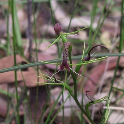 Cryptostylis leptochila