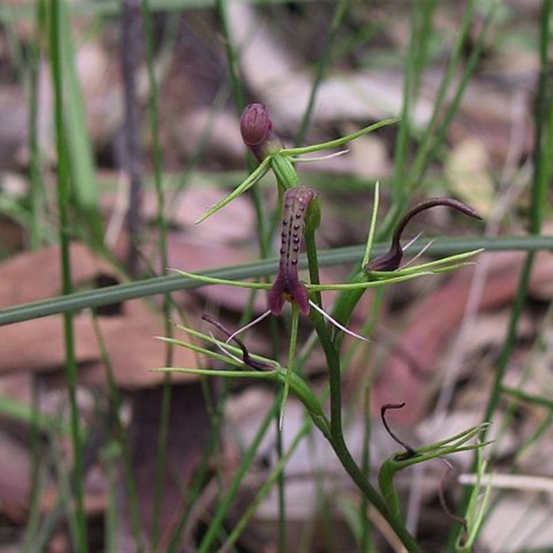 Cryptostylis leptochila