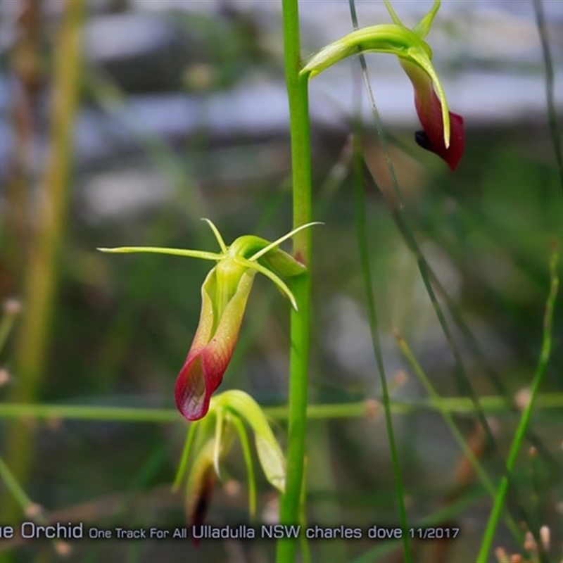 Cow Orchid