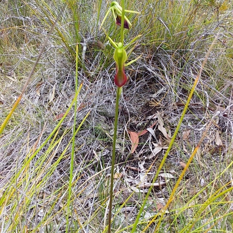 Cryptostylis subulata