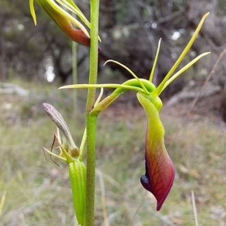 Cow Orchid