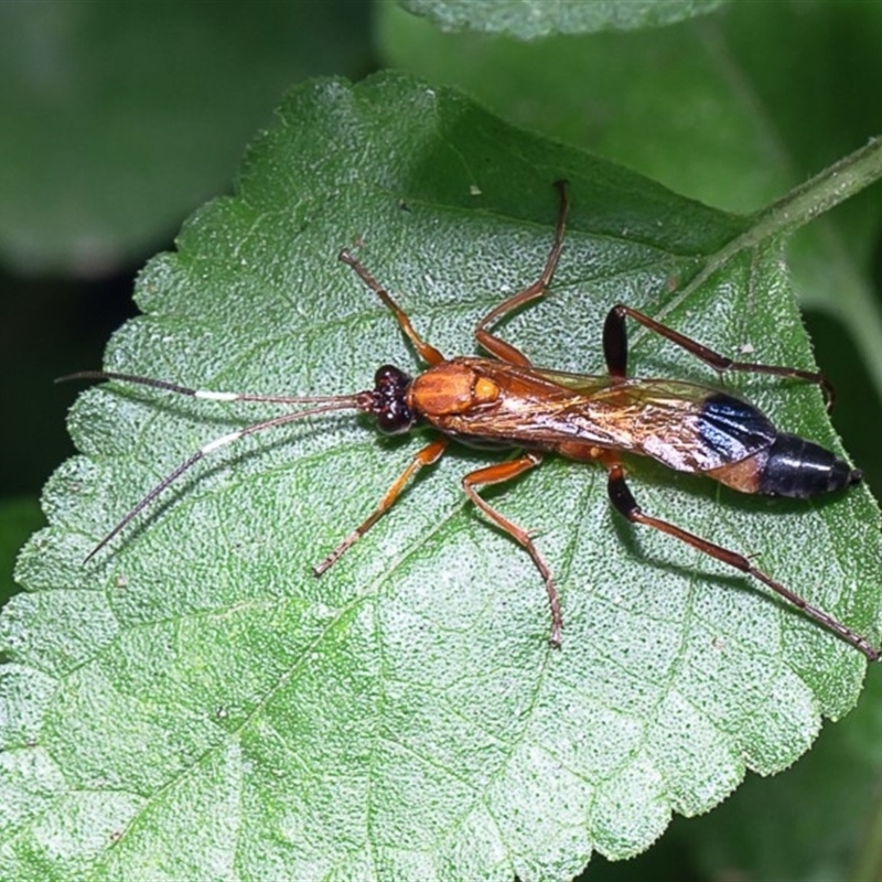 Ctenochares bicolorus