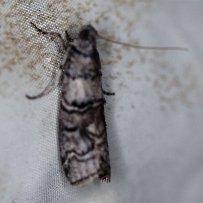 Ctenomeristis almella