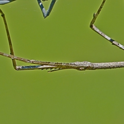 Ctenomorpha marginipennis