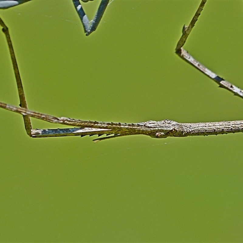 Ctenomorpha marginipennis