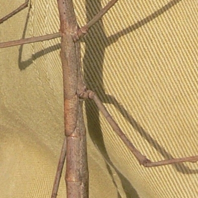 Ctenomorpha marginipennis