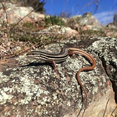 Ctenotus taeniolatus