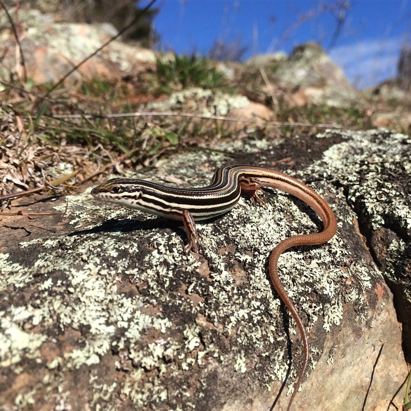 Ctenotus taeniolatus