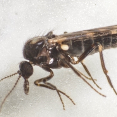 Culicoides bancrofti