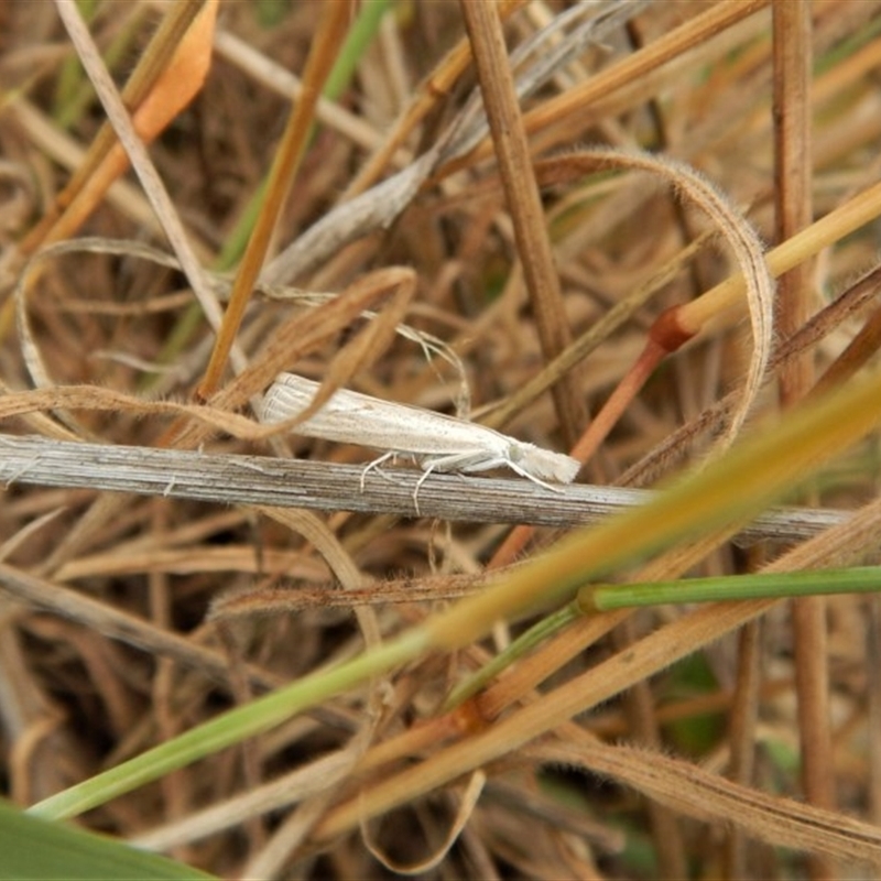View of the grey hindwing with a whitish inner margin.