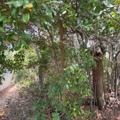 Cupaniopsis anacardioides