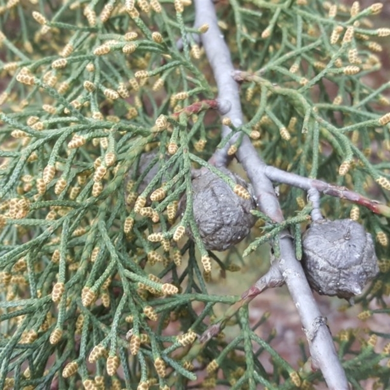 Cupressus arizonica