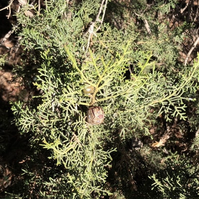 Cupressus sempervirens