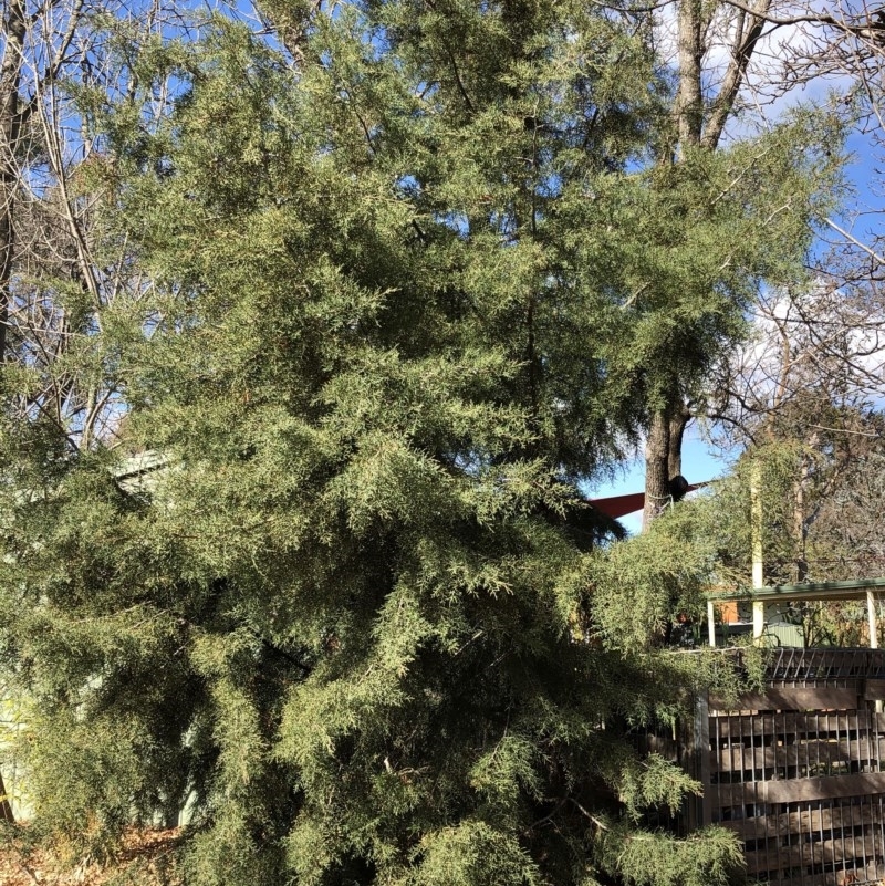 Cupressus sp.