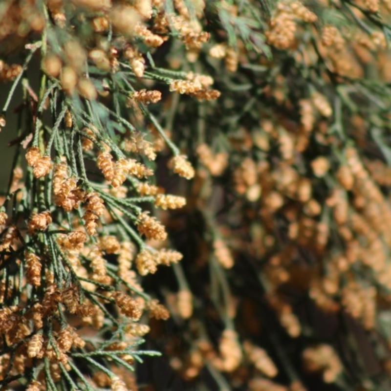 Cupressus sp.