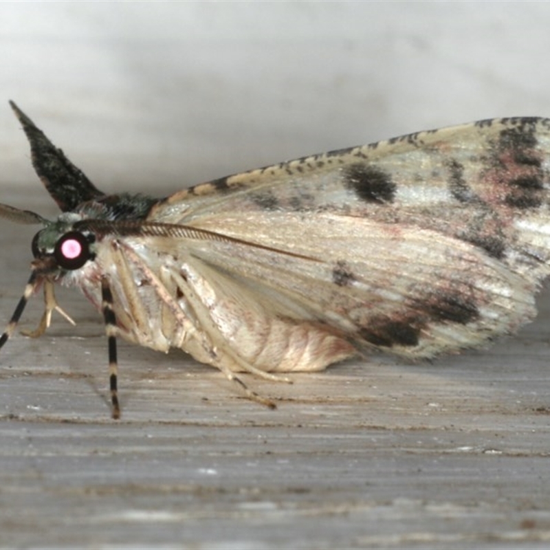 Aeolochroma metarhodata