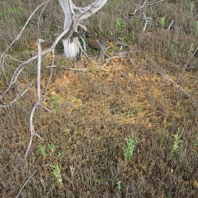 Cuscuta tasmanica