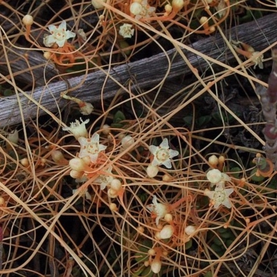 Cuscuta tasmanica