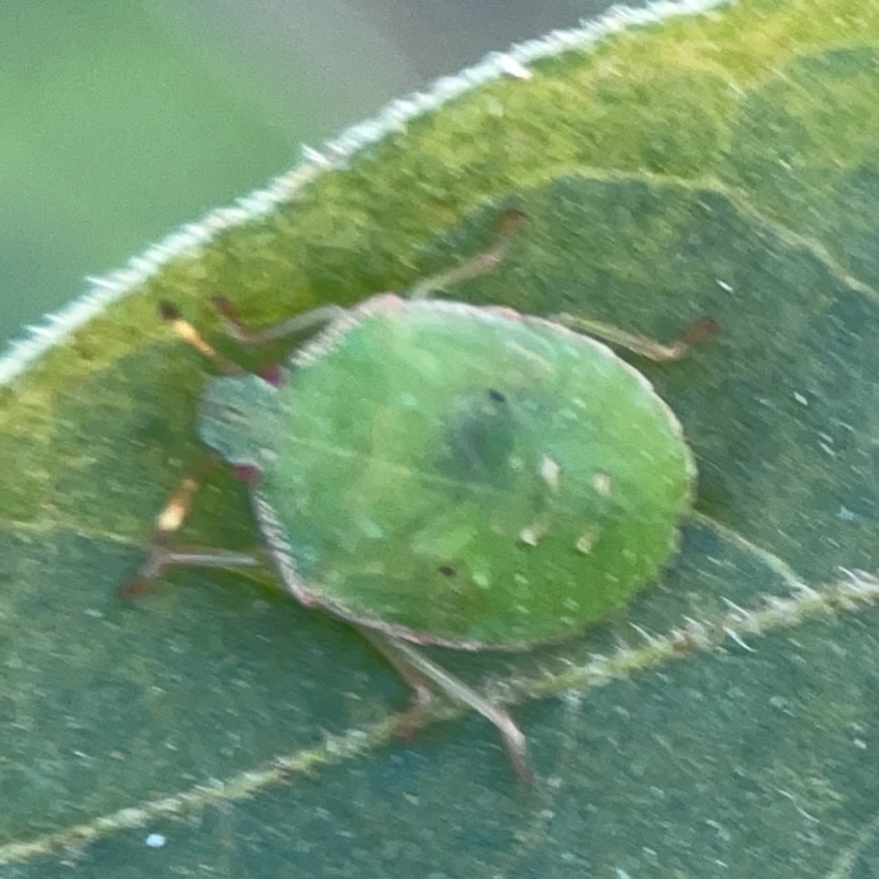 Nymph