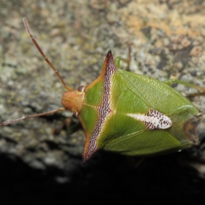 Cuspicona sp. (genus)