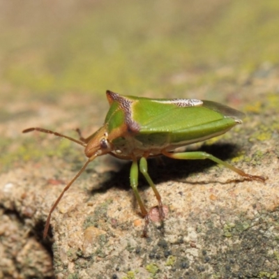 Cuspicona sp. (genus)