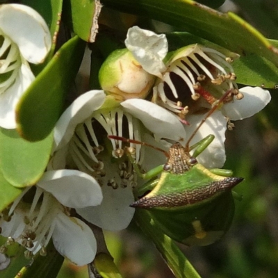 Cuspicona stenuella