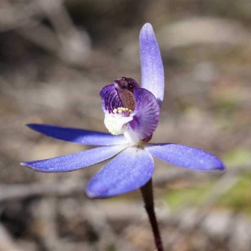 Cyanicula caerulea