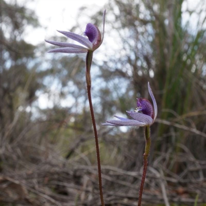 Cyanicula caerulea