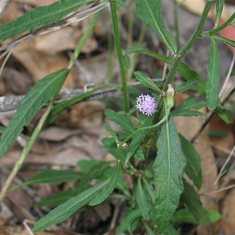 Cyanthillium cinereum