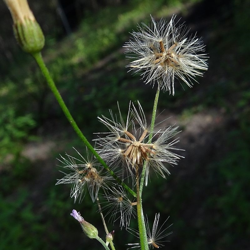 Cyanthillium cinereum