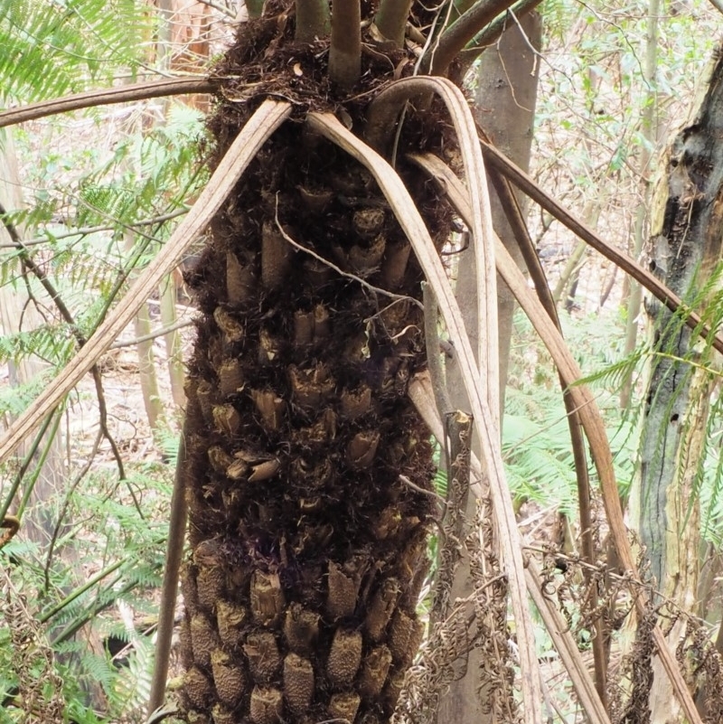 Cyathea australis subsp. australis