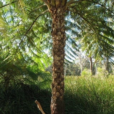 Cyathea cooperi