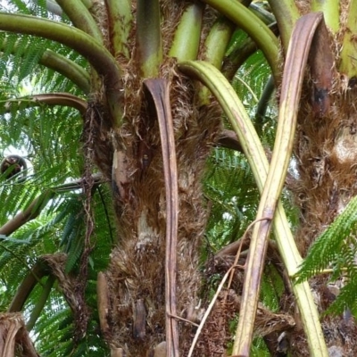 Cyathea cooperi