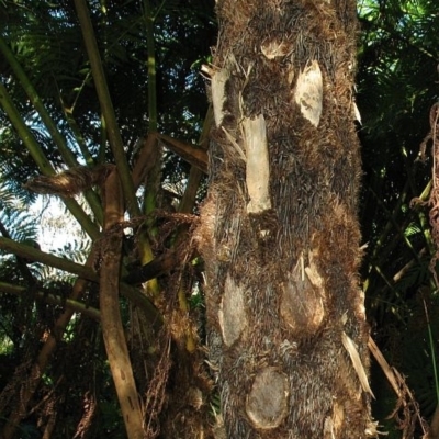 Cyathea cooperi