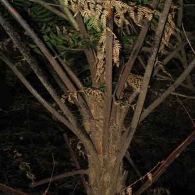 Cyathea leichhardtiana