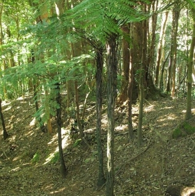 Cyathea leichhardtiana