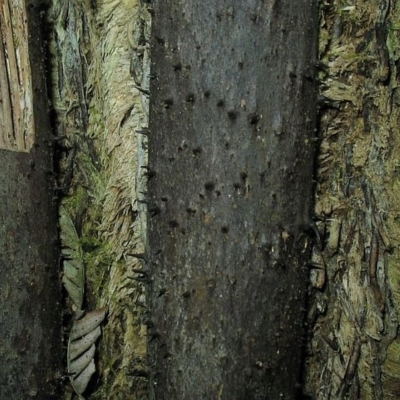 Cyathea leichhardtiana